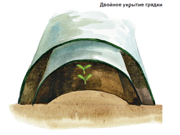Cách tự mình trồng dưa chuột Lukhovitsky sớm nhất