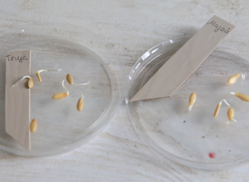 Foto di semi di cetriolo germinati