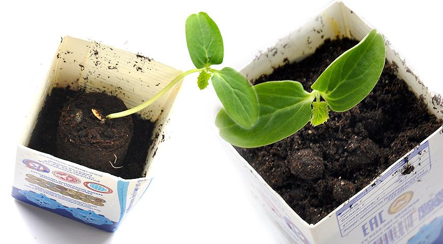 Cách trồng cây dưa chuột trong viên than bùn: lớp học chính từng bước có ảnh