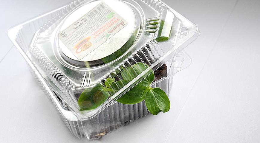 Turba tabletlerinde salatalık fideleri nasıl yetiştirilir: fotoğraflı adım adım ustalık sınıfı