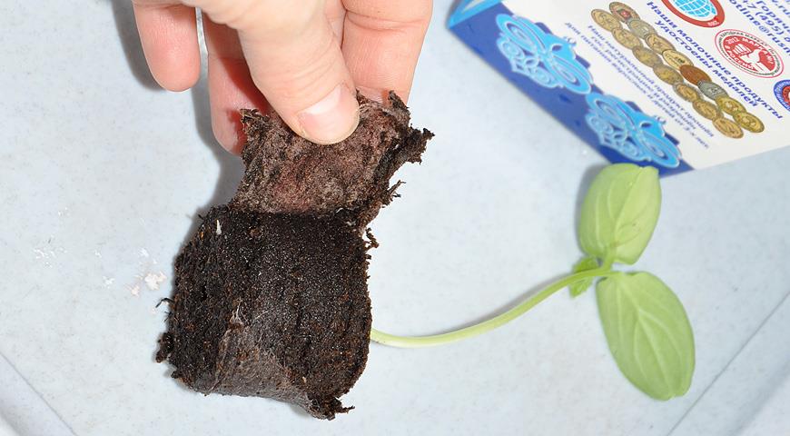Cómo cultivar plántulas de pepinos en tabletas de turba: una clase magistral paso a paso con una foto