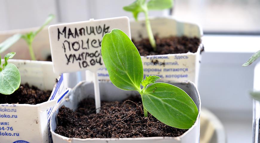 How to grow seedlings of cucumbers in peat tablets: a step-by-step master class with a photo