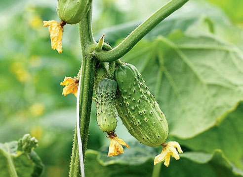 Cucumber Novgorodets