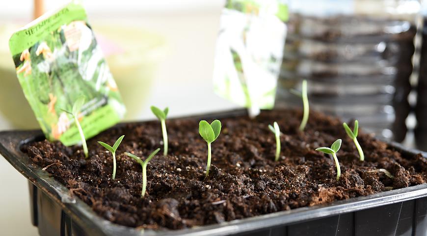 Cuándo plantar pepinos para plántulas y en el suelo en 2021, los calendarios lunar y popular te ayudarán