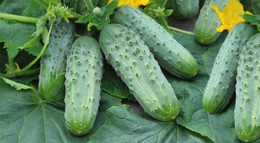 The best pickling cucumbers for open ground and greenhouses: choosing the best varieties and hybrids of cucumbers