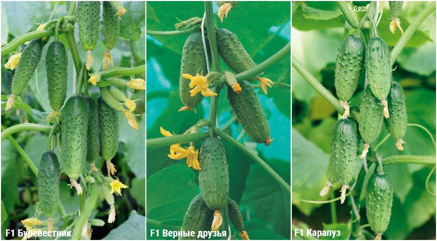 De bästa betande gurkorna för öppen mark och växthus: att välja de bästa sorterna och hybriderna av gurkor