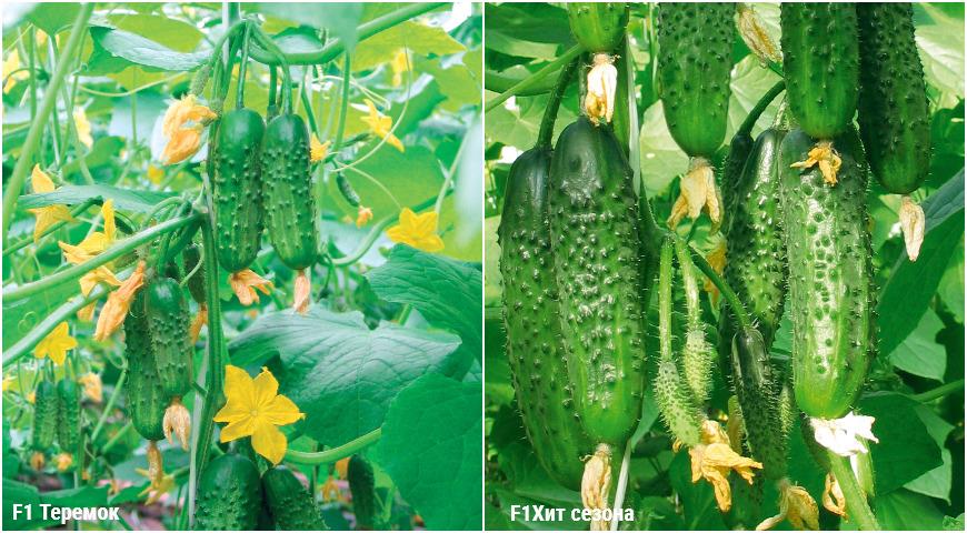 Parhaat peittauskurkut avoimeen maahan ja kasvihuoneisiin: parhaiden kurkkulajikkeiden ja hybridien valinta