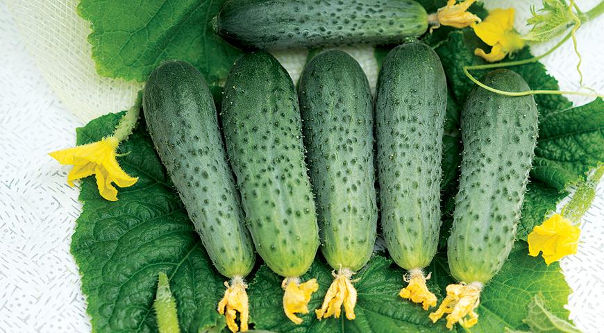 De bedste syltede agurker til åben jord og drivhuse: valg af de bedste sorter og hybrider af agurker