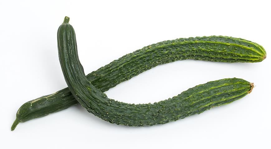 6 types of cucumbers: Russian, Asian or German shirt cucumbers, ball cucumbers and Chinese snake cucumbers