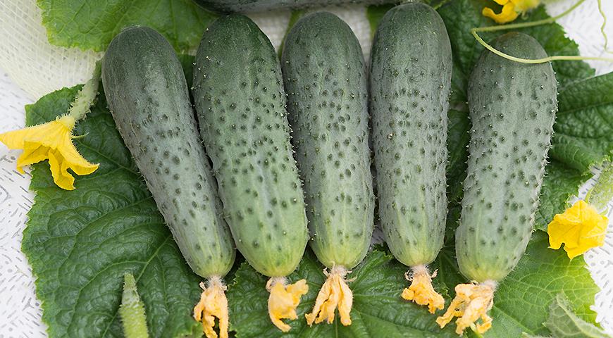 What is a parthenocarpic cucumber hybrid? Where to plant them: in a greenhouse or in open ground?