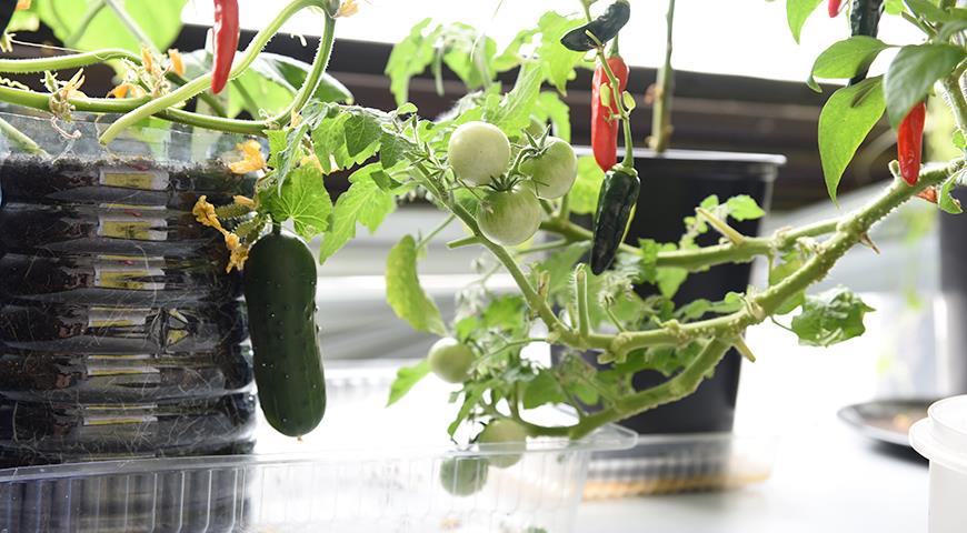 Cómo cultivar pepinos en un balcón.