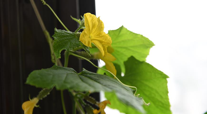 Ako pestovať uhorky na balkóne