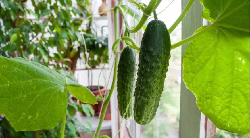 cucumbers on the balcony