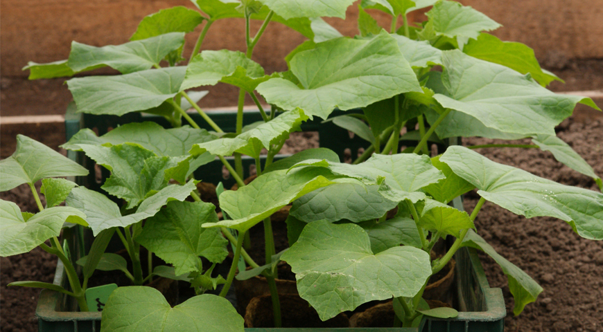 All the secrets of growing seedlings of cucumbers: for a greenhouse and a windowsill