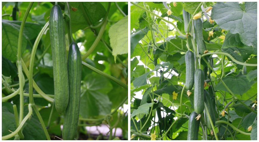 Duk asirin girma seedlings na cucumbers: ga greenhouse da windowsill