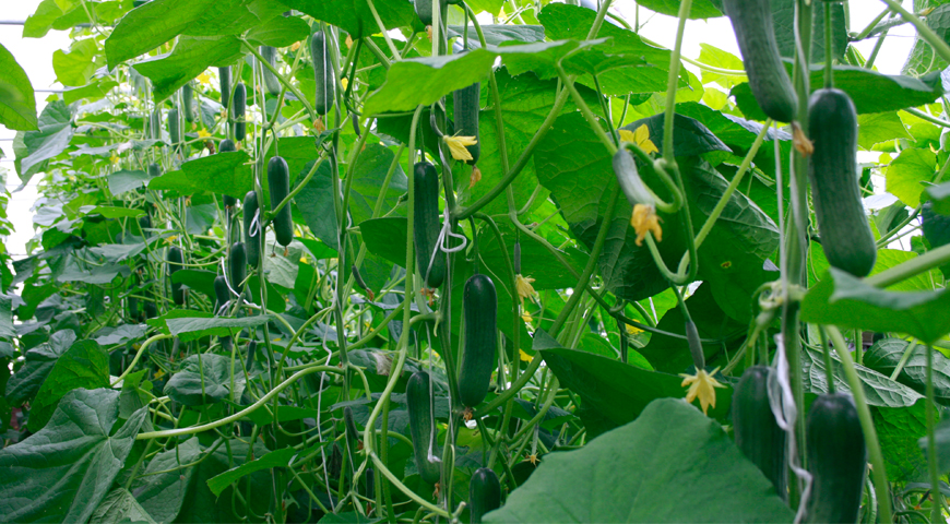 Alla hemligheterna med att odla plantor av gurkor: för ett växthus och en fönsterbräda