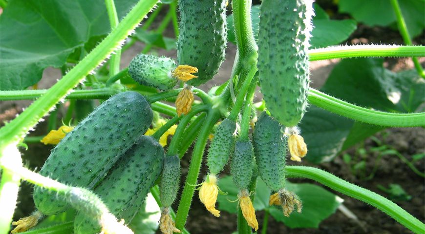 We choose the most delicious and fruitful cucumbers: for pickling, salads and growing at home
