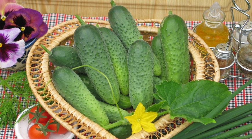We choose the most delicious and fruitful cucumbers: for pickling, salads and growing at home