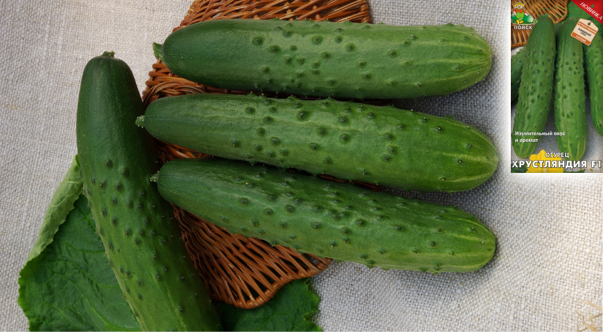 Choosing varieties of cucumbers for your site - step by step instructions