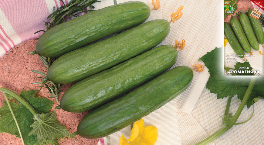 Choosing varieties of cucumbers for your site - step by step instructions