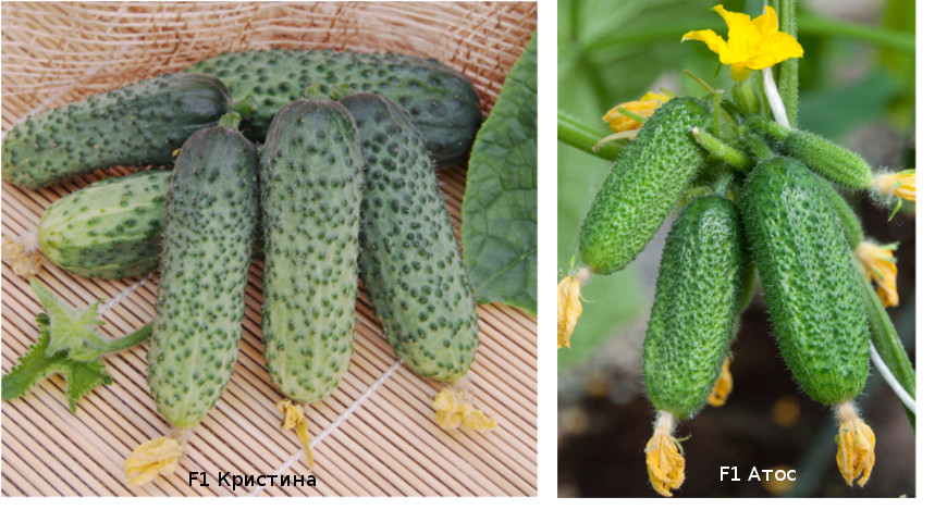 Visão geral das melhores variedades de pepino resistentes ao frio para um verão frio