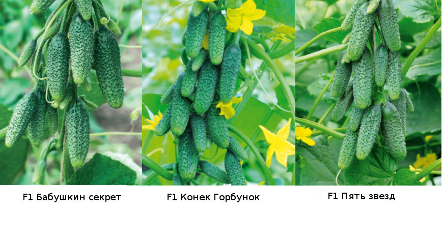 Oversigt over de bedste kuldebestandige varianter af agurker til en kold sommer