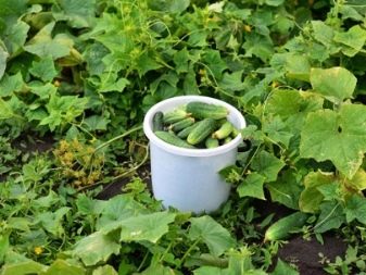 Komkommers planten in de volle grond