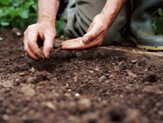 Plantar pepinos em terreno aberto