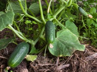 Planting cucumbers in open ground