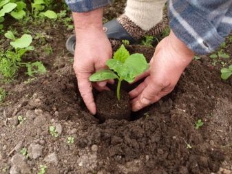 Plantar pepinos en campo abierto.