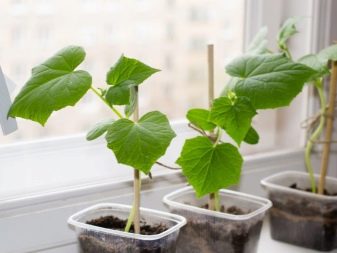 How to grow cucumbers on a windowsill?