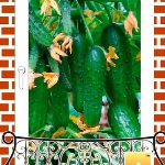 Cucumber Balcony