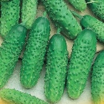 Cucumber Masha