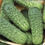 Cucumber Miranda