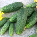 Cucumber Shchedryk