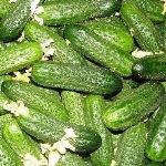 Cucumber Khrustik