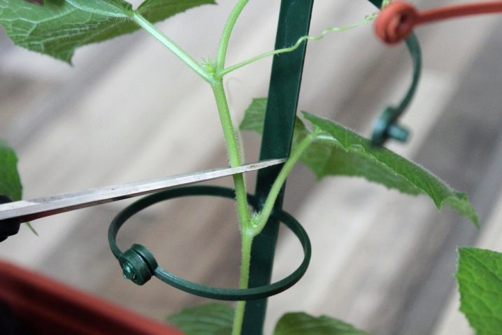 When to plant cucumbers?