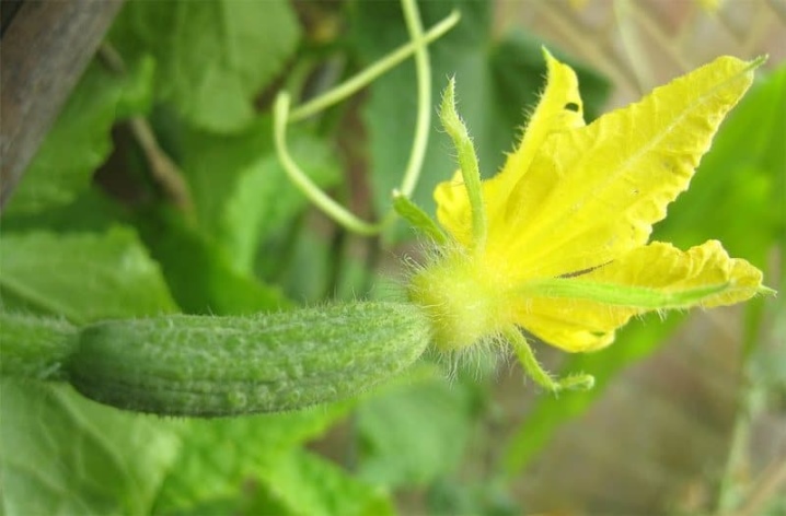 Preparation of cucumber seeds for planting