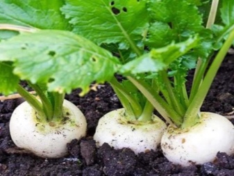 Cosa piantare dopo i cetrioli?