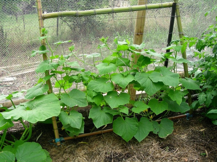What to plant after cucumbers?