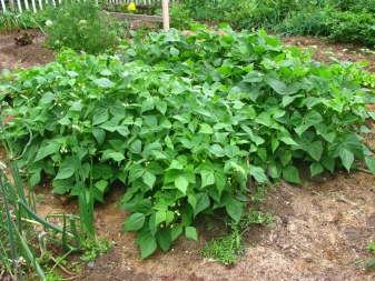 Vad ska man plantera efter gurka?