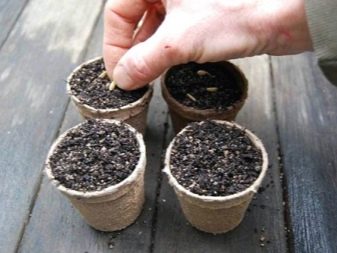 When and how to plant cucumbers for seedlings?