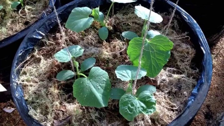 Rules and methods for planting cucumbers
