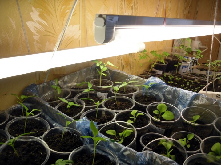 Why cucumber seedlings stretched out and what to do?