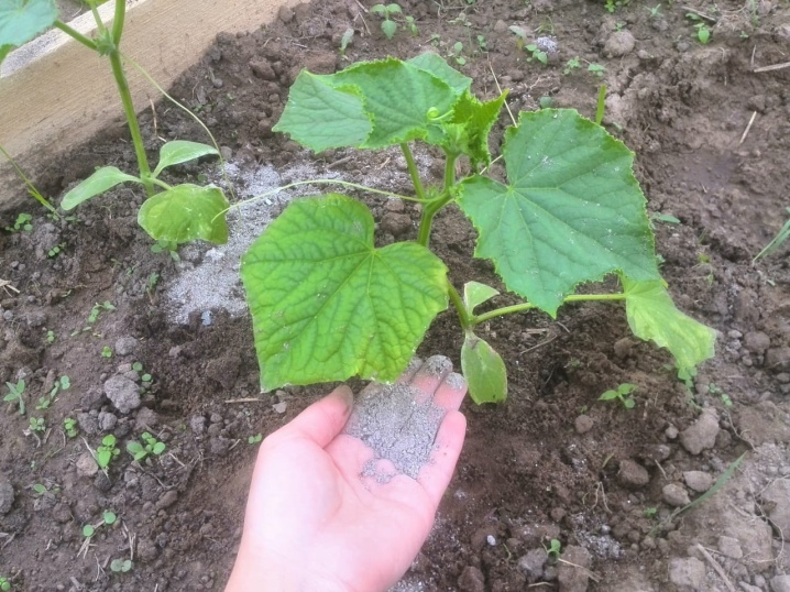 How to plant overgrown cucumber seedlings?