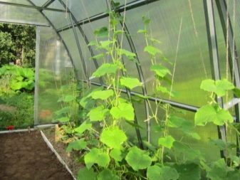 Planting cucumber seeds in a greenhouse and greenhouse