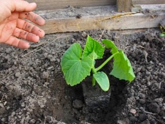 Planting cucumber seeds in a greenhouse and greenhouse