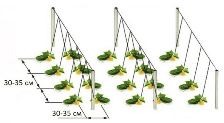 Hvor langt fra hverandre bør agurker plantes?