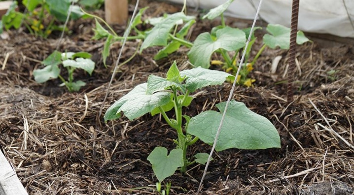How far apart should cucumbers be planted?