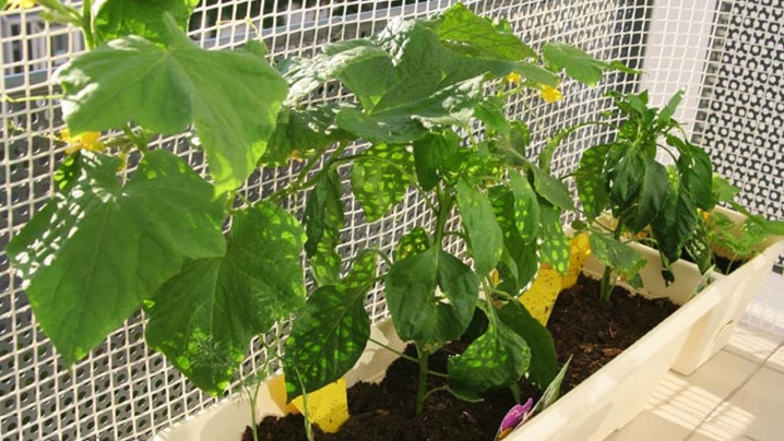 How far apart should cucumbers be planted?